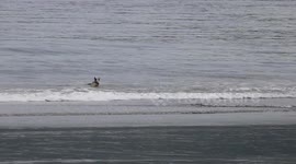 Crocodile eating stingray on the beach