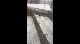 Dog chasing snowflakes