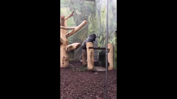 Gorilla eats his own poop like a gourmet - Buy, Sell or Upload Video Content with Newsflare