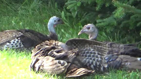 Wild turkeys sunning and enjoying the breeze