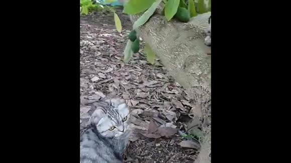 Pug loses his snack to Cat