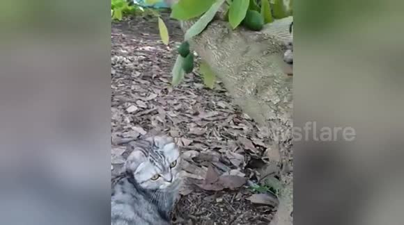 Newsflare Edit - Pug loses his snack to Cat