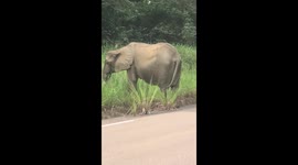 Elephant on the road