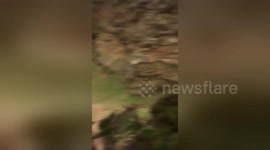 Newsflare - Woman eaten alive by PYTHON in Indonesia
