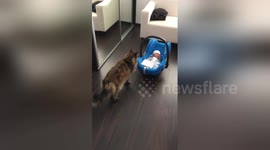 Newsflare Edit - Cat meets the baby first time