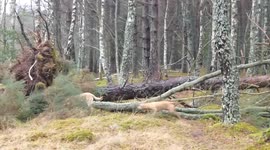 Storm Georgina downs huge tree in Nairn, Scotland