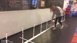 Meet the sporty pot-bellied pig with an incredible talent for SURFING