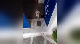 Newsflare Edit - The dog in the jail