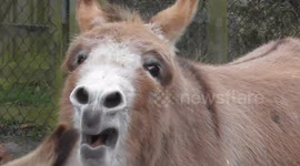Miniature Donkey Makes Hilarious Sound
