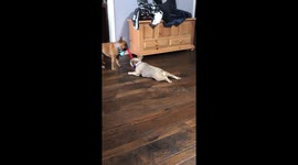 Sibling rivalry! Sister lets brother take her for slide in French bulldog tug of war