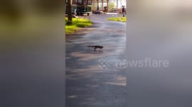 Newsflare Edit - squirrel takes rainwater