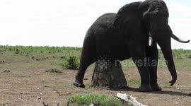 Big elephant bull enjoys a belly scratch on sign post in Kruger National Park