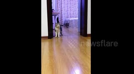 Man pranks cat with transparent tape
