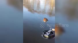 A fisherman captured the heartwarming moment a curious little robin joined him - balancing on his reel.