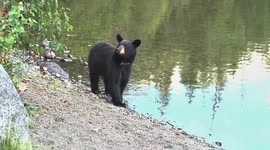black bear on a lake