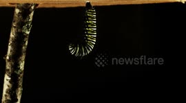 butterfly metamorphosis