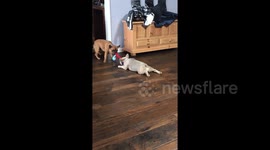 Sibling rivalry! Sister lets brother take her for slide in French bulldog tug of war