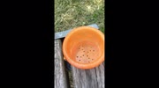 temp