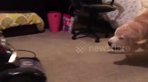 Mortal enemies - vacuum cleaner vs golden retriever