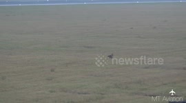 Fox on runway at Manchester Airport briefly halts operations