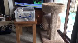 Cat logic - soft bed vs plastic tub