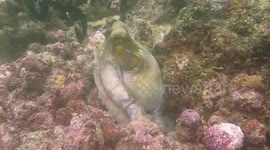 Eight arms to hold you - Octopus mating caught on camera