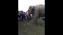 Police search for man who ran through legs of wild elephant
