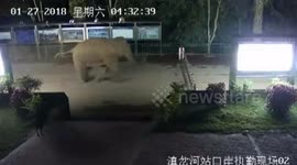 Wild elephant crosses through China-Laos border checkpoint