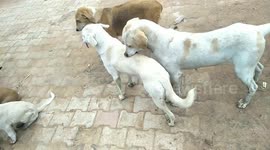 Doggie Best Friend Buck gives tender massage to Whitey
