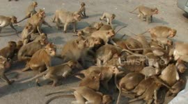 Horde of hungry monkeys invade road in Thailand