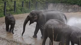 Happy Elephants enjoy a shower