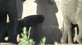 Poor Baby Elephant Struggles to get a drink