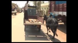 Mother cow runs behind truck carrying her injured calf to hospital