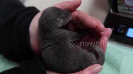 Abandoned baby otter hand reared in total silence - so it can be returned to the wild
