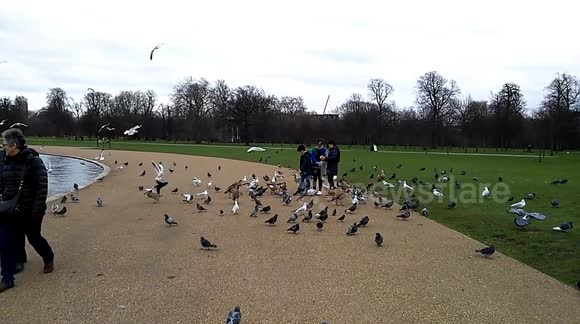 Newsflare Feeding Birds Hyde Park