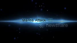 Little Mantis Shrimp attacking the Camera