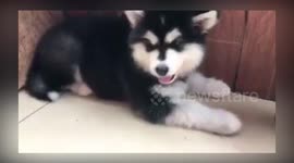 Huskies time to eat - beautiful dogs