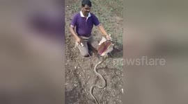Snake rescuer's cobra-kissing stunt backfires