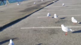 Birds attack my hand