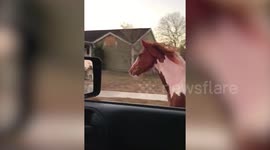 Amusing moment police politely tried to pull over a runaway HORSE galloping down a busy highway before it was finally 'detained' by SIX officers