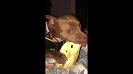 Rescue dog enjoys a treat