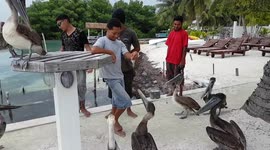 Caye Caulker pelicans and people Belize