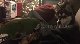 Pomsky Pup Shares Bone with Parrot