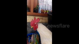 Panic of a hen when her partner is missing