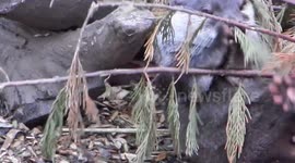 Otters playing with pebbles