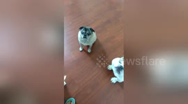 Newsflare Edit - Picky Pug..And I thought beggars can't be choosers!?