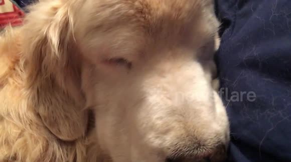 Cute golden retriever pretends he is snoring