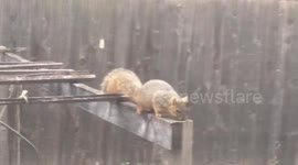 Squirrel thief steals trellis string from my garden