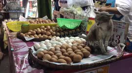 Jealous cat guards eggs on Bangkok food stall
