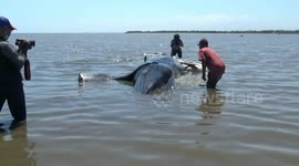 whales stranded in the waters of probolinggo finally die and the more pitiful the body of the whale is in mince irresponsible people to take the meat